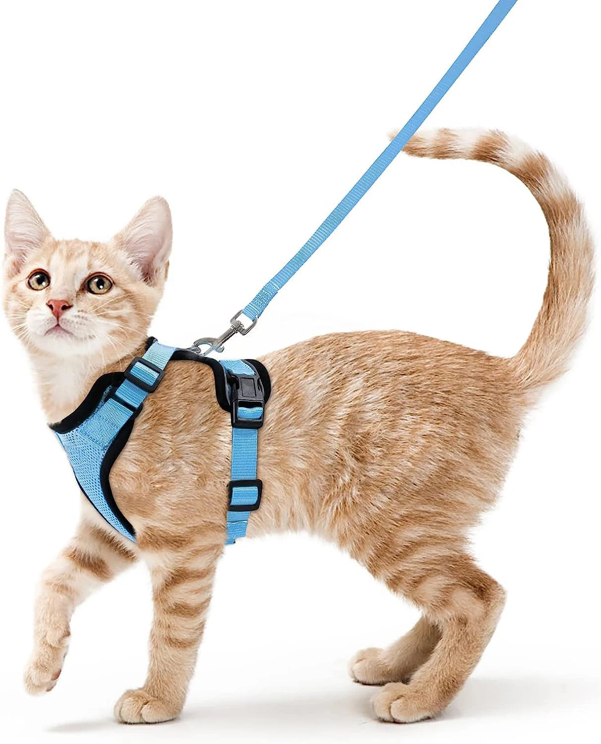Cat Harness Set