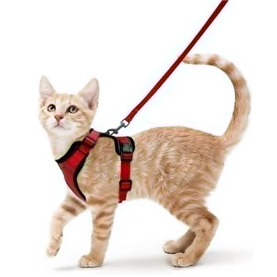 Cat Harness Set