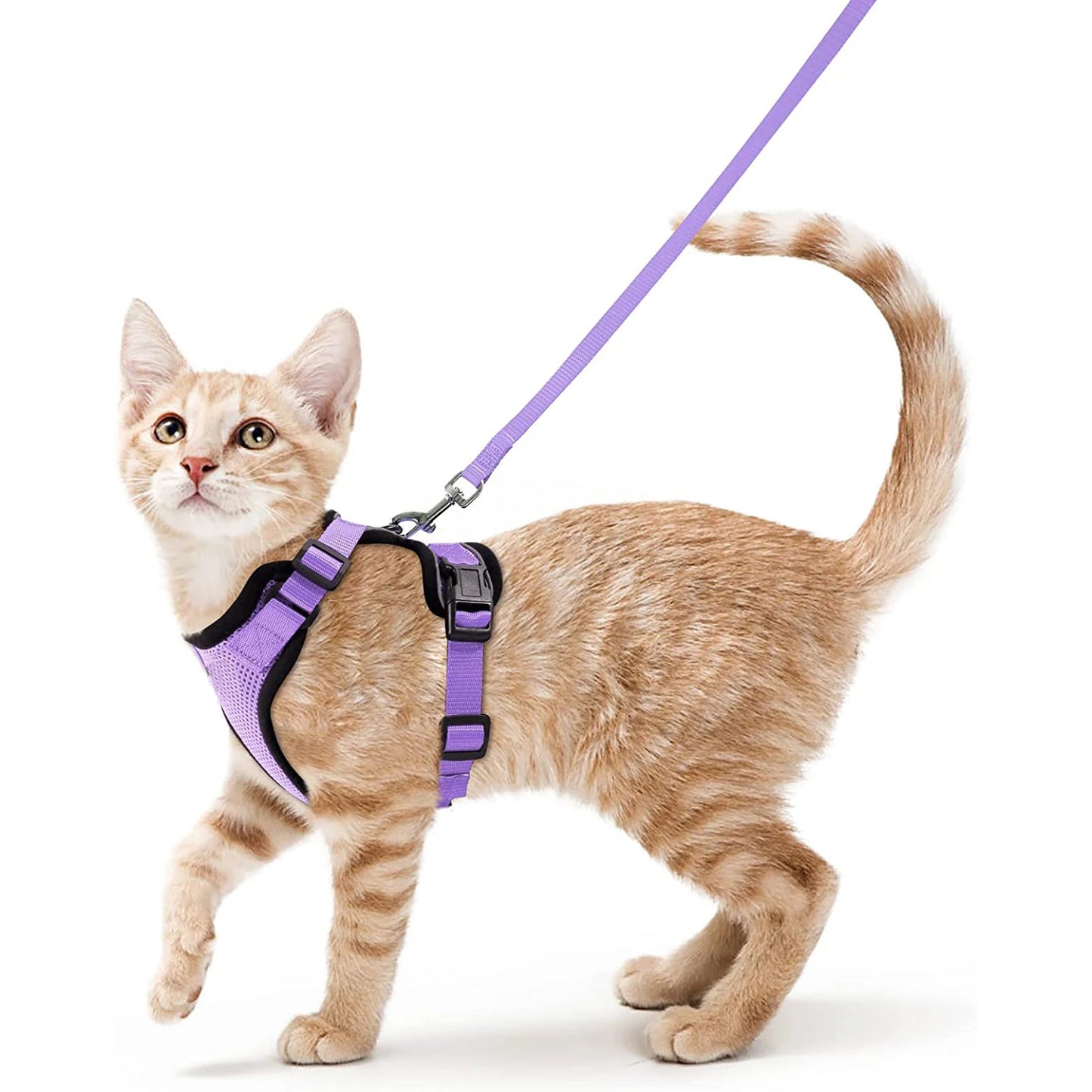 Cat Harness Set
