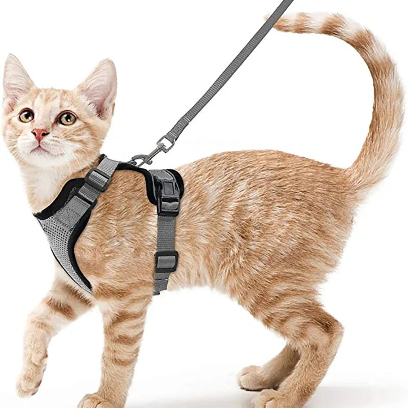 Cat Harness Set