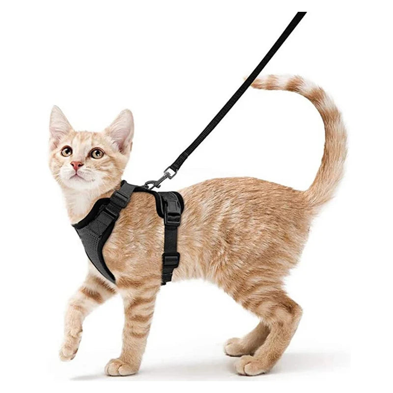 Cat Harness Set